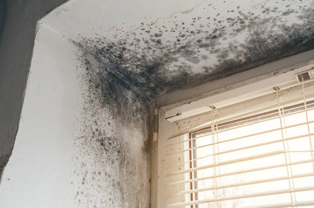 Affordable Mold Remediation solutions in Lakehurst, NJ